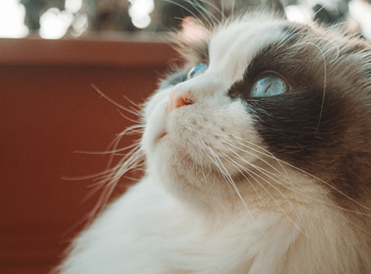 Breeder Ragdolls White cat